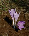 * Nomination: Colchicum hierosolymitanum --Gidip 16:24, 4 December 2011 (UTC) * * Review needed