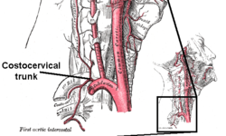 肋頚動脈の枝
