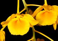 Dendrobium chrysotoxum