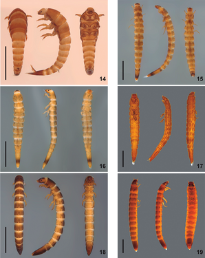 (14) Gyrelmis Hinton (15) Hexacylloepus Hinton (16) Neoelmis Musgrave (17) Heterelmis Sharp (18) Microcylloepus Hinton (19) Macrelmis Motschulsky