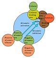 Allosteric regulation of an enzyme