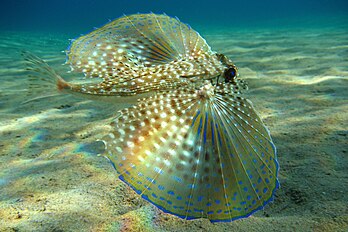 Un dactyloptère (Dactylopterus volitans), poisson à larges nageoires rayonnées (Actinopterygii) de l’ordre des Scorpaeniformes, nageant près du fond sablonneux de la mer Méditerranée à l’est de la Crète (Grèce). (définition réelle 2 793 × 1 862)