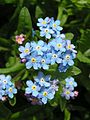 Myosotis sylvatica