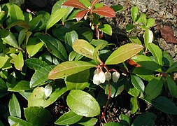 Gaultheria-procumbens-habit.JPG