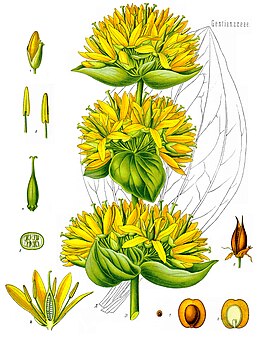 Gentiana lutea