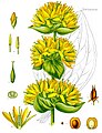 Gentiana lutea L.