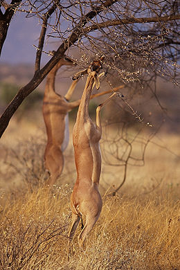 Táplálkozó gerenukok a kenyai Samburu Nemzeti Parkban