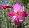 Eine Blume am Morgen ... wünsche einen “ruhigen” Tag