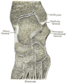 Coupe oblique schématique des articulations des os du tarse