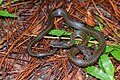 Hebius khasiense, Khasi Hills keelback - Phu Kradueng National Park