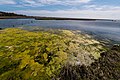 Inquinamento nutrizionale ad Assateague Island National Seashore, nel Maryland