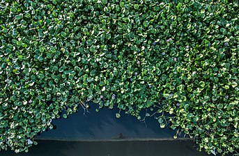 Lenteja Acuatica in lake