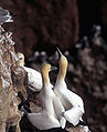 Morus bassanus, Northern Gannet