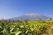 Tabaco en Java