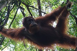 Orang Utan di Taman Gunung Leuser.jpg