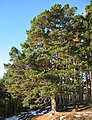 National tree (Scots pine)