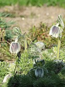 Anemone albana subsp. violacea