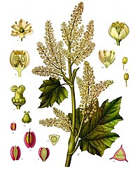 Rheum officinale Baill.