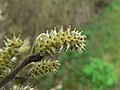 Salix sitchensis