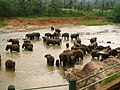 Elefant de Sri Lanka.