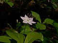 Trientalis borealis