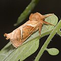 Triodia sylvina Oranje wortelboorder