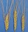 Amidonnier (Triticum turgidum subsp. dicoccon)