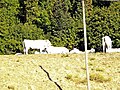 Calvanina Cows in Vicinale del Cotone