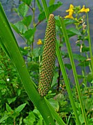 Inflorescence, stade avancé