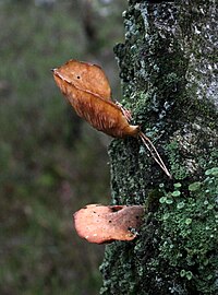 Onbekende paddenstoel in de Veluwe (eind december)