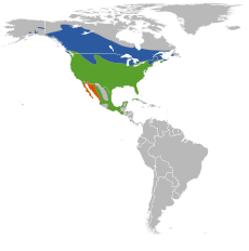Mapka s rozšířením (modře jsou zde vyznačena hnízdiště, zeleně oblasti s celoročním výskytem a oranžově zimoviště).