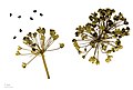  Allium tuberosum