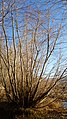 Alnus incana var. tenuifolia next to the Columbia River in East Wenatchee, Douglas County Washington