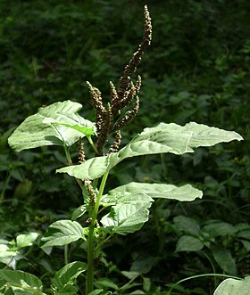 Caruru-de-mancha (Amaranthus viridis)