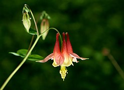 Espolones petaloideos en Aquilegia formosa.