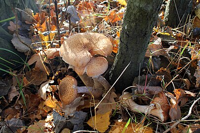 Onbekende paddenstoel in de Kampina (1 november)