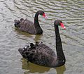 Cigne negre (Cygnus atratus)