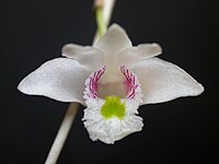 Dendrobium clavator