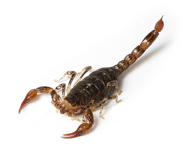 Southern Scorpion (Cercophonius squama)