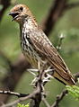 Female violet-backed starling, Pilanesberg NP, South Africa