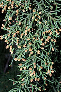 Cupressus glabra 02 by-dpc.jpg