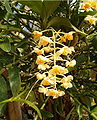 Dendrobium thyrsiflorum, Jardin botanique de Berlin, Allemagne