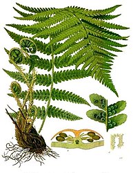 Dryopteris filix-mas (L.) Schott