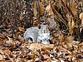 El nombre binomial de la ardilla Sciurus griseus indica que su pelaje es agrisado