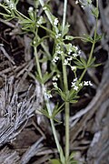 Galium asprellum