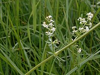 Galium mollugo