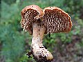 Raud piggsopp (Hydnum rufescens), ein variant av bleik piggsopp