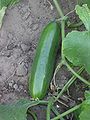 short cucumber