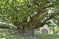 * Nomination Sweet chestnut tree (Castanea sativa) at the manor Lusenegg in Lajen, South Tyrol. --Moroder 08:15, 29 July 2017 (UTC) * Promotion Backlighting is a downside. But the tree is impressive.--Famberhorst 16:07, 29 July 2017 (UTC)