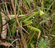 Léshanl (Mantis religiosa)